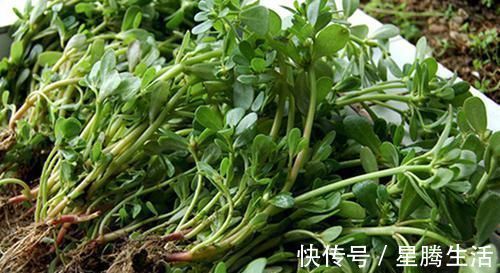 抗生素|马齿笕加1物,白发变黑发,根和叶子哪个好?用对才“事半功倍”