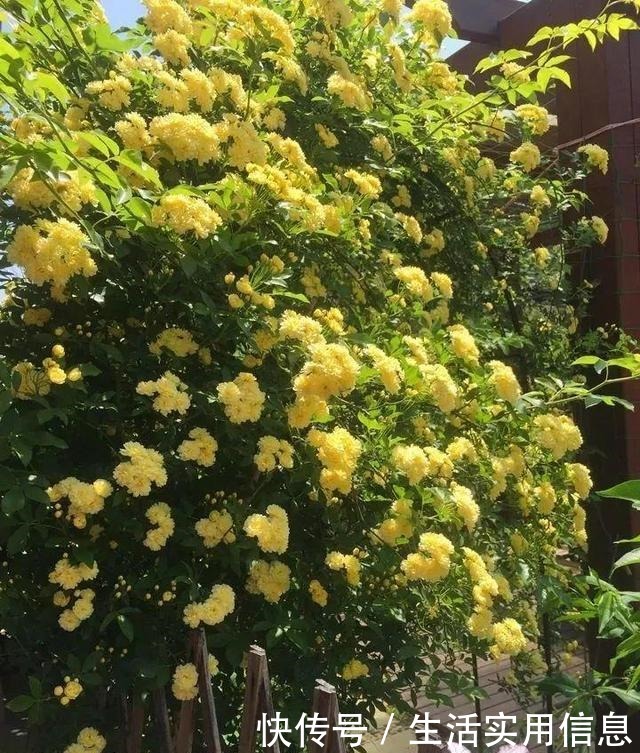 特欠剪的花，越剪越好看，花开不断！特欠剪的花，越剪越好看，花开不断！