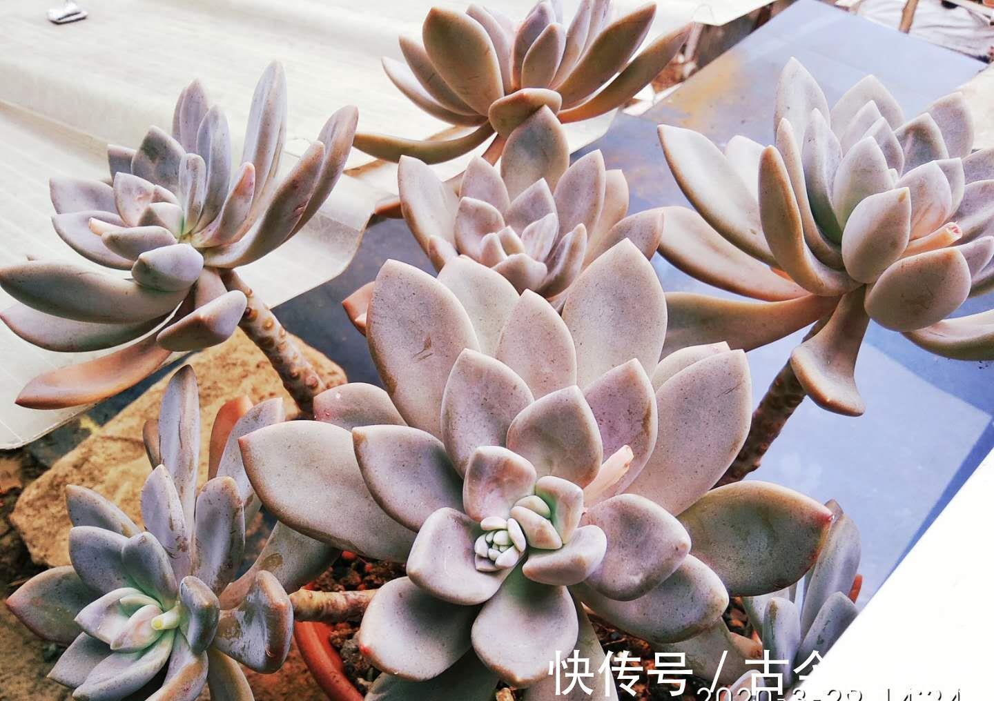 冬美人|养多肉不想买土？试试此8个品种，它们可以说是最不挑土的多肉了