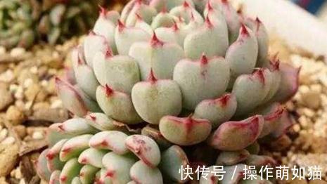 养殖|红爪多肉植物的养殖，红爪怎么养才能成为带刺的莲花