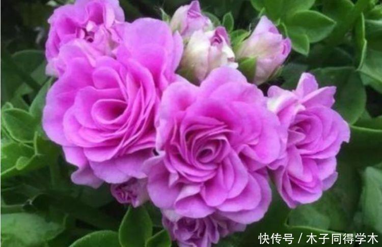 4种花养家里,福旺运旺财更旺,一盆几十块,添绿意清空气