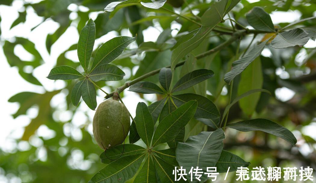 4种树,花开富贵“好兆头”,难得一见,看看你家有吗?