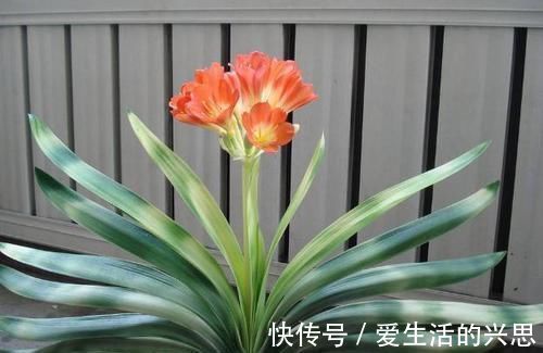 昼夜温差|盆栽君子兰该如何催花？掌控4方面因素，开花早、状态理想