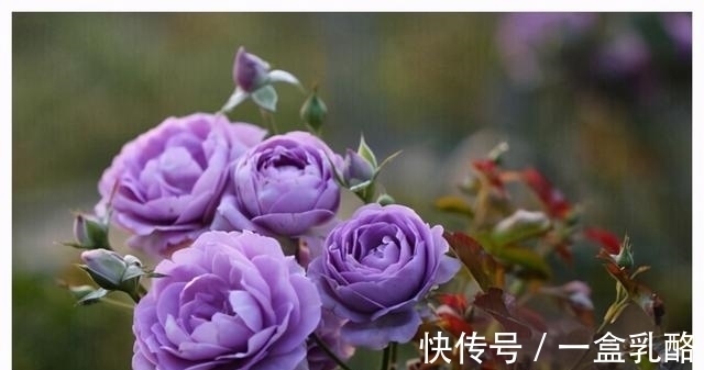 被过度吹捧的“三种花”,仅照片好看,入手发现“丑得”一塌糊涂