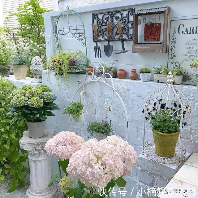 毛地黄|小空间花园打造指南丨四季开花不断,她是怎么做到的?