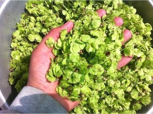 实不相瞒比消炎药还管用的4种野菜是它们,小炎症不用跑医院了