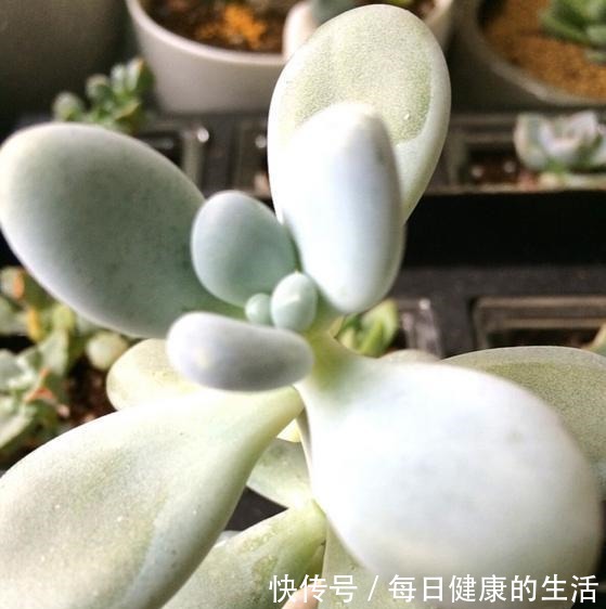 桃美人不爆侧芽,砍头时多做一步,一个月侧芽不断冒出!