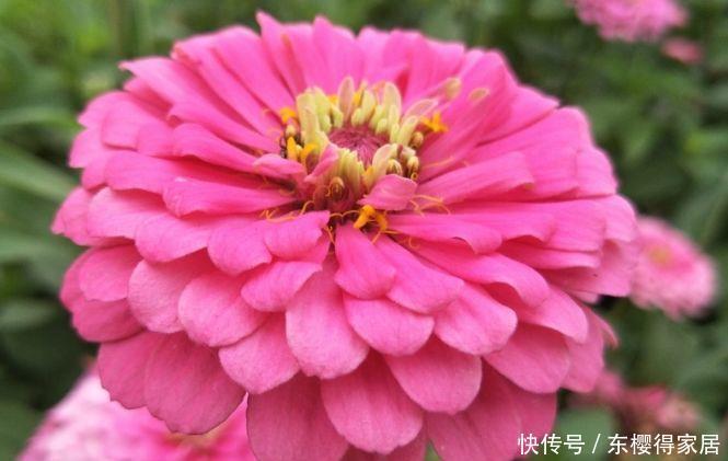 几款漂亮花,花朵多又艳花香易打理,对待新手很友好