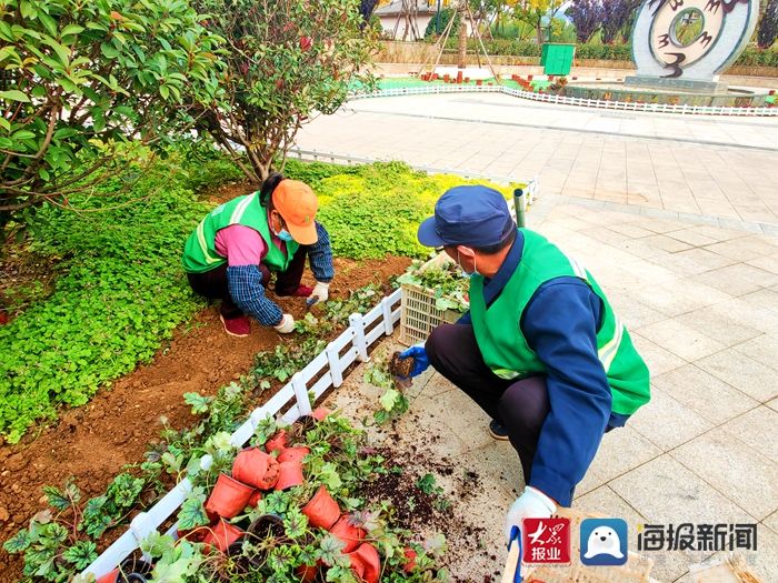 西湖景区|泰山西湖景区补种花卉 打造冬日景观新亮点