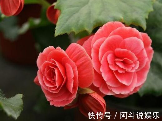 适合家养的5种花卉,花朵硕大如牡丹,花期长如月季,懒人首选