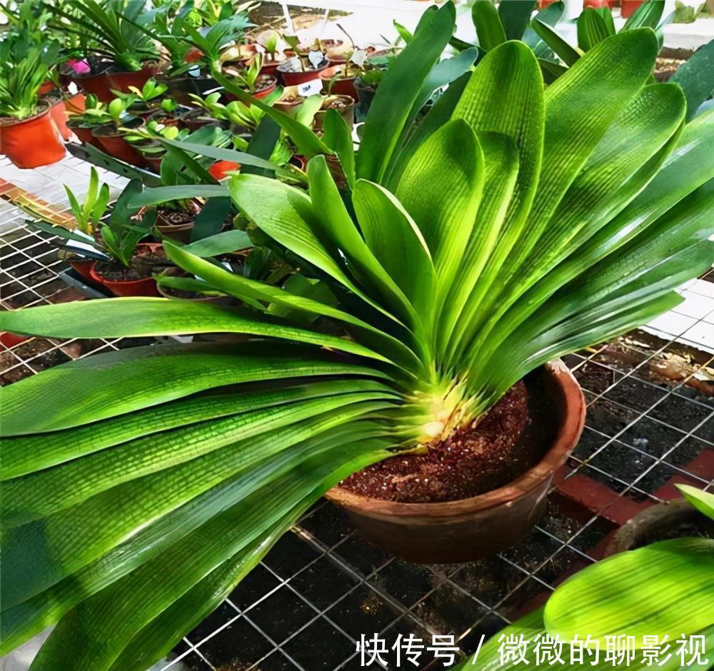 5种公认的富贵花,适合养客厅,贵气又吉祥,有钱人家都爱养