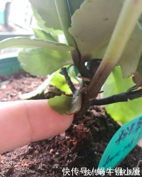 烂根|长寿花养不好?5个难题解决掉,养一盆爆一盆,不黑不烂,花更棒