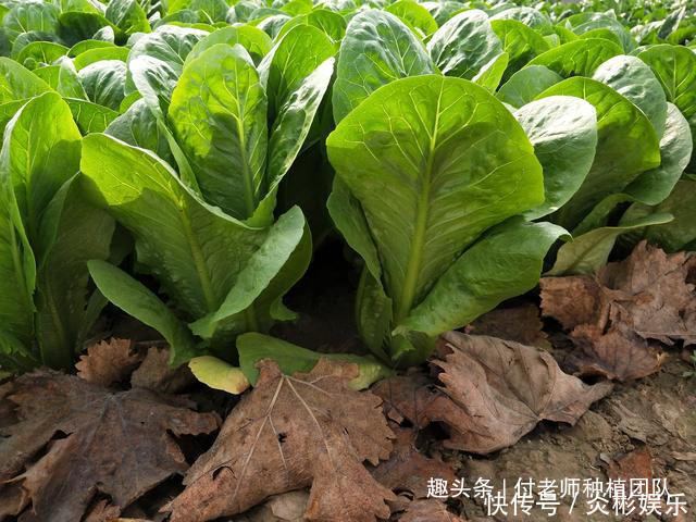 饺子|这3种蔬菜,长得好看,味道香,适合家庭种植,千万别错过了