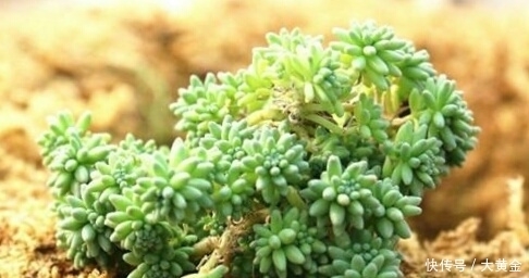 安全度|多肉度夏难?选择这些多肉植物准没错,安全度夏无压力!不要错过