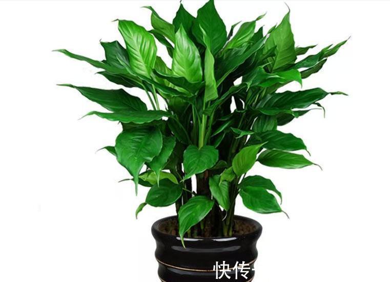 3种霸气“吸毒”花,“镇宅旺财”,但是有毒,养花要知道