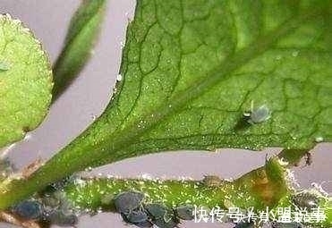 花盆|盆栽植物的最佳肥料，花盆里撒点它，植物根粗叶绿还不生病！