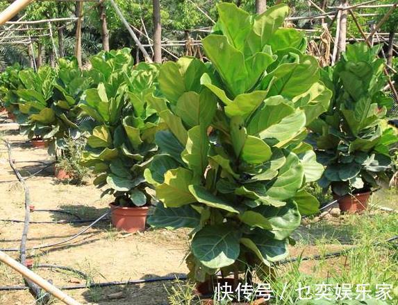 3种花“太值钱”，不用去买，将“枝叶”拿来扦插，在4月就生根