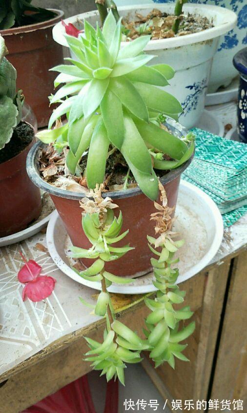 多肉长残的照片,看一次笑一次,根治各种抑郁