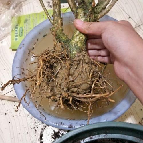 轻松|天下第一香,茉莉老树桩,轻松养成茉莉树,高端典雅大盆景