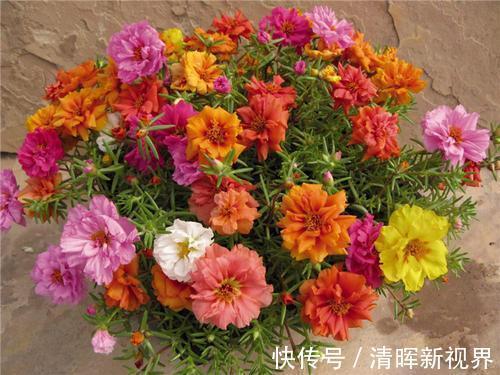 扦插|种了太阳花，试试扦插，一棵种出30棵，一盆开花几十朵，美极了！