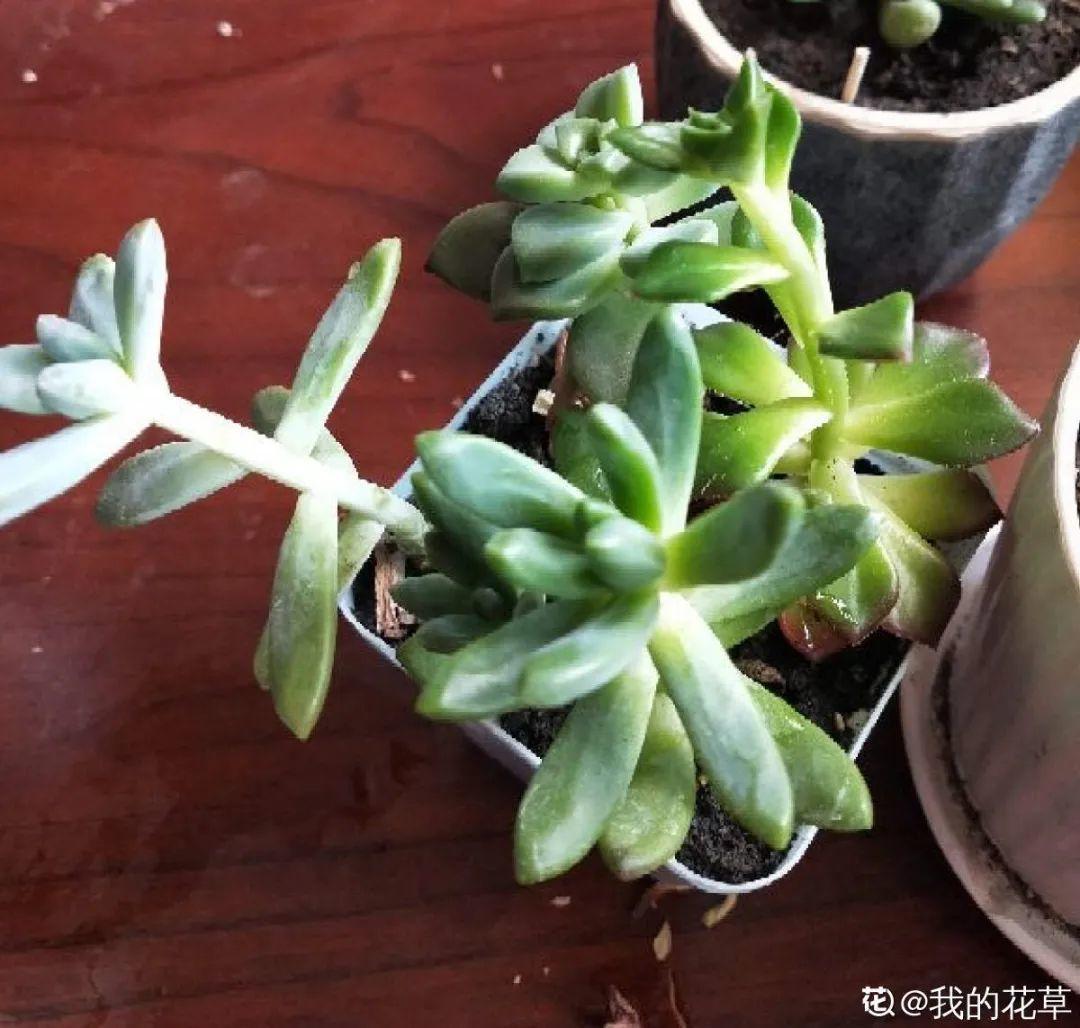 花苞|公认难养的花，养一盆死一盆，从来没有养活过！