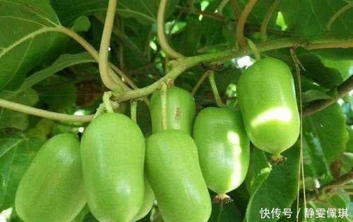 阳台别只养花,种一棵果树,“落土”就生根,果子香甜可口