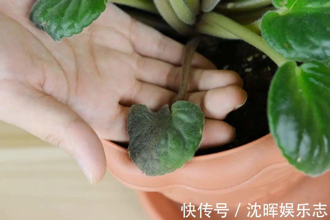 非洲堇|这花送人,只用送一片叶子,插土就活不心疼!