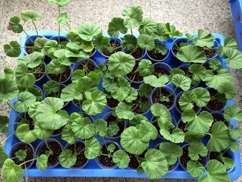 家里有着6种花赚了!自己在家扦插,不花钱轻松变出好几盆