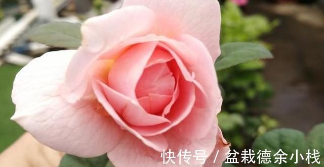 光照|月季花中的“女王”,想要养好它,需要注意8个方面