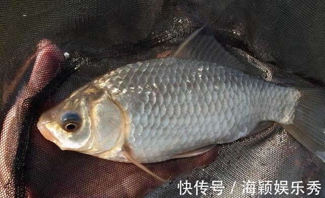 手食|用蚯蚓钓鲫鱼,这几种打窝方法,不仅发窝快,留鱼效果也持久