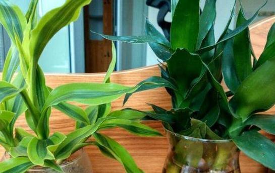 推荐几个水培观叶植物,种一个就够了