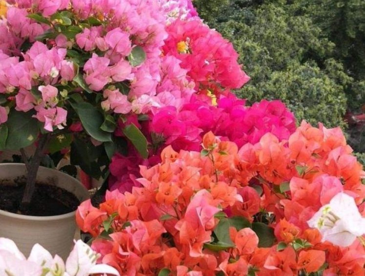 3种花喜欢晒太阳,越晒长越旺,只见花朵不见叶,拦都拦不住!