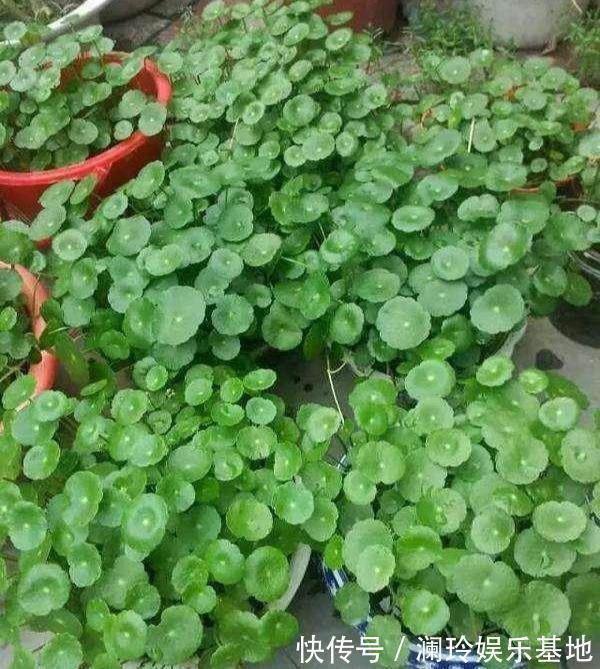 4种花很吉祥，再不喜欢也要养一盆，看着就富贵，空气一级棒