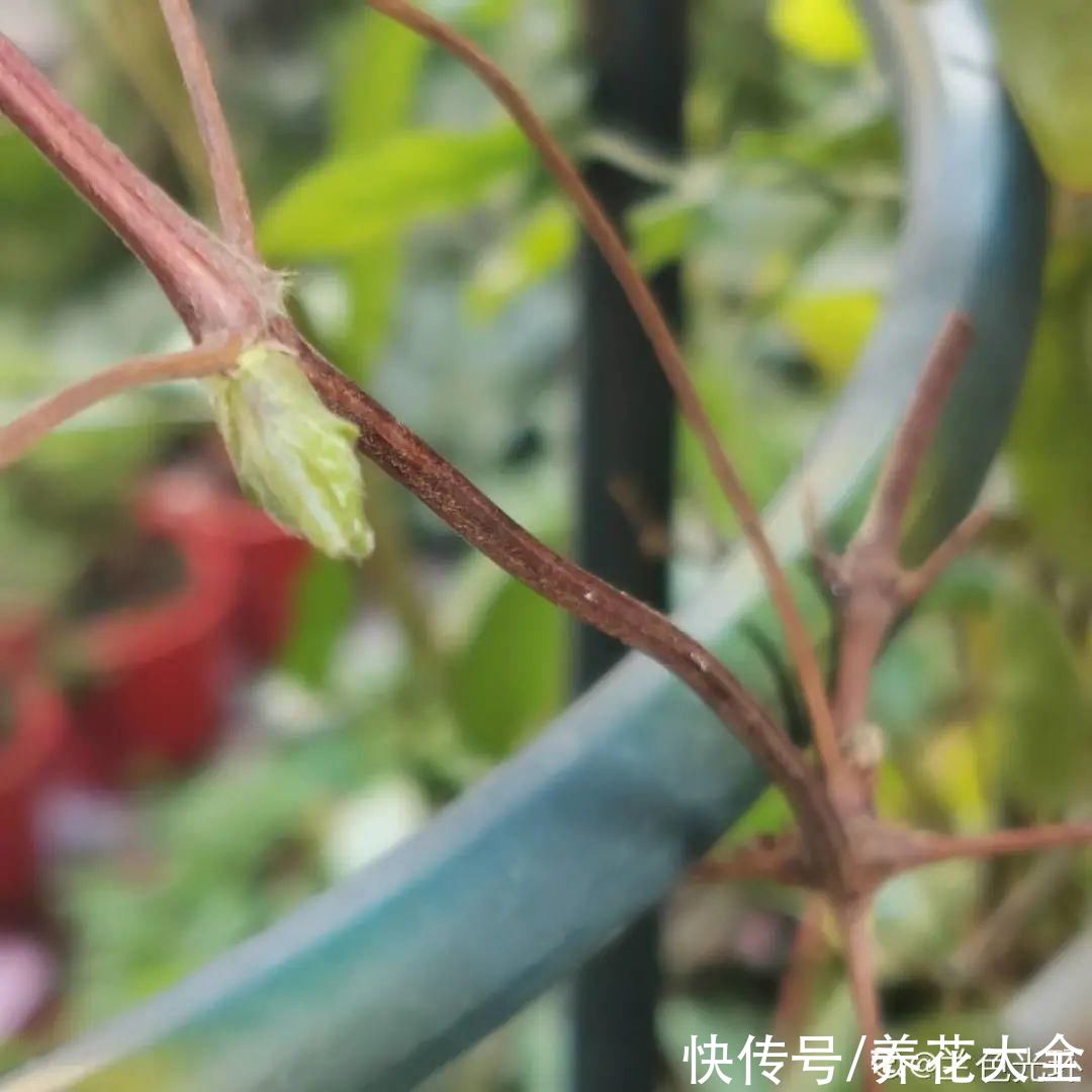 月季|8种花，现在快施肥，秋天开出满树花