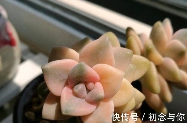 多肉中的“潜力股”,几元钱就能买到全锦的苗,越养越仙千金不换