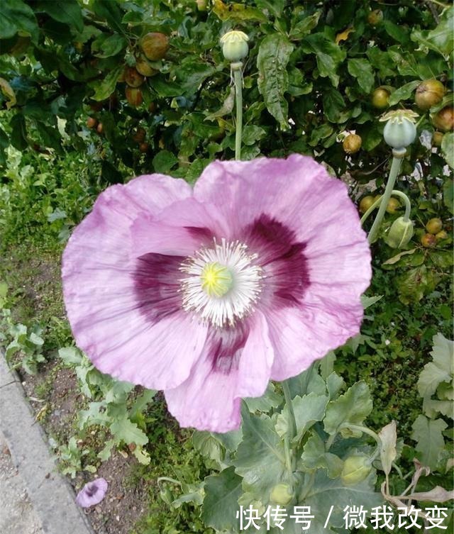 花开花落又一年