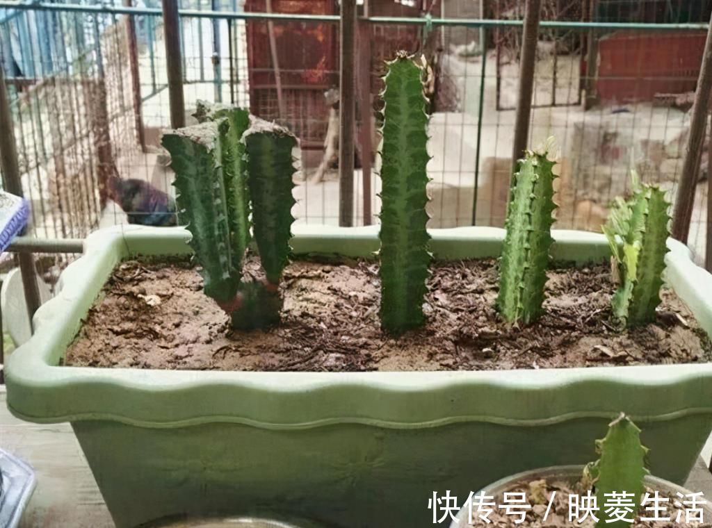 龙骨|2个“大窍门”,扦插龙骨棒,3年窜屋顶,九柱龙镇宅又强壮