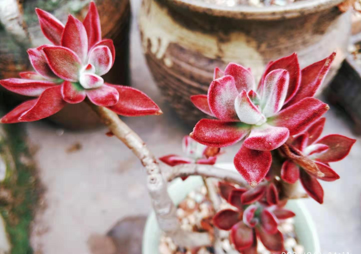 红宝石和锦晃星,两种叶片都能全红的多肉,谁才是你心目中的宝?