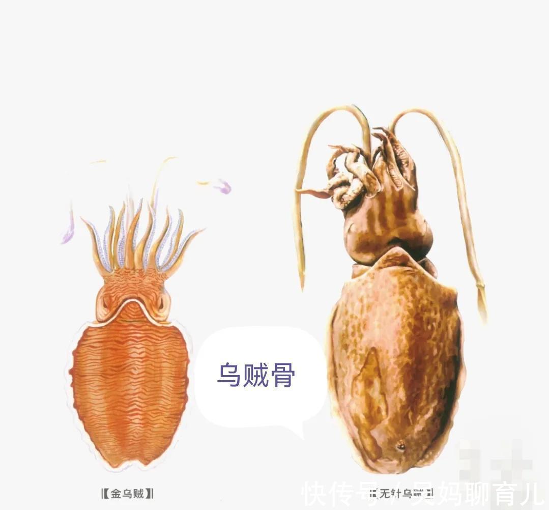 乌贼骨|中药古今研究:乌贼骨,中和胃酸、保护黏膜、抗溃疡