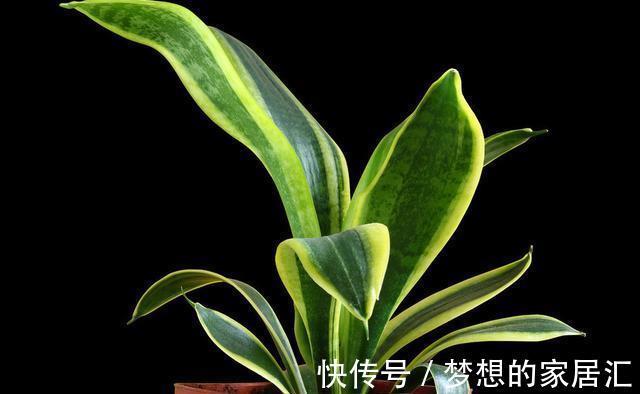 技巧|虎皮兰好养,学会了以下技巧,花纹还能随意变换,提升观赏价值