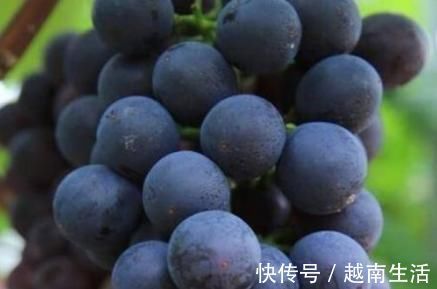 龙眼|男人到了50岁,多吃“2黑2黄”,可以补“肾气”,“肾”才会健康