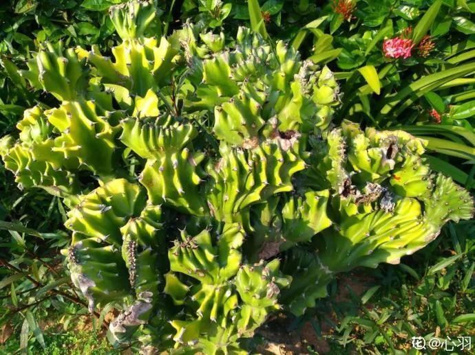 5种丑的难入眼的花,养客厅镇宅守家,越养越气派