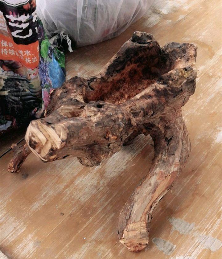 山上捡个大树桩,火烤一遍种多肉,3天服盆1年变老桩!