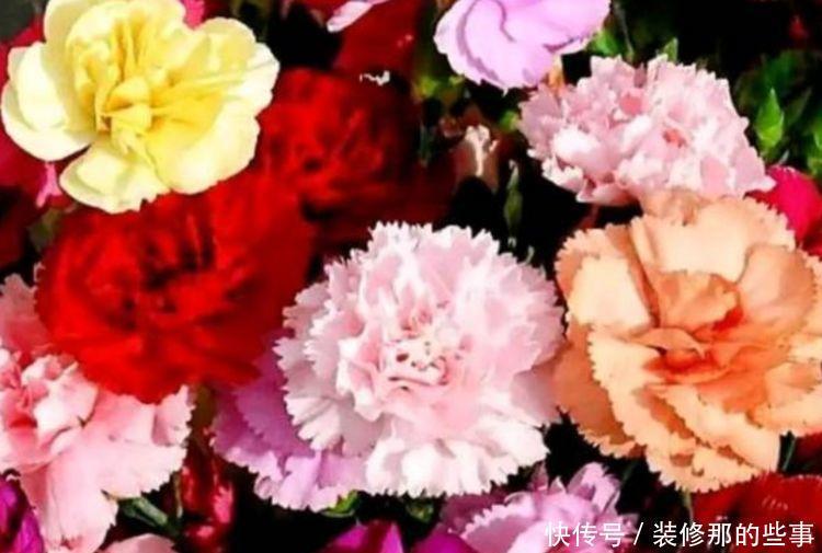 5种花是爆盆“能手”,开起花来“拦”不住,花期长,家中必备!