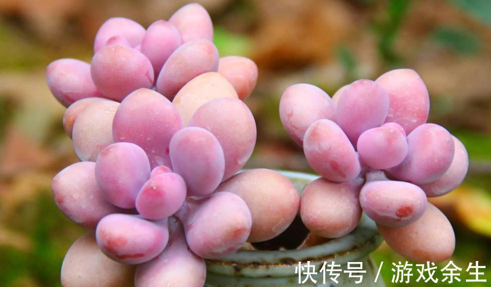 多肉中的美仙女，叶片鲜艳又肥美，颜值，气质俱佳，太可爱了