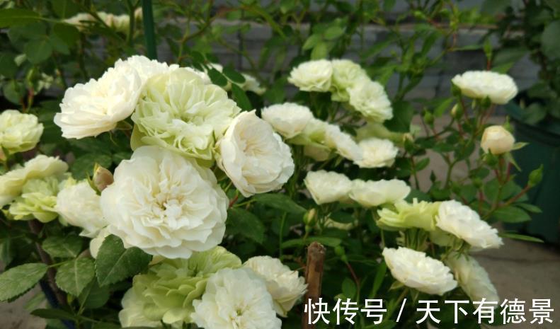 爱情|它是灌木蔷薇,名为绿玫瑰,寓意:永不老去的爱情,人见人爱