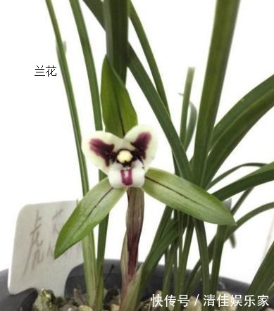 养分|兰花生性娇贵不易种植，这里分享几个兰花用肥技巧，帮您种好兰花