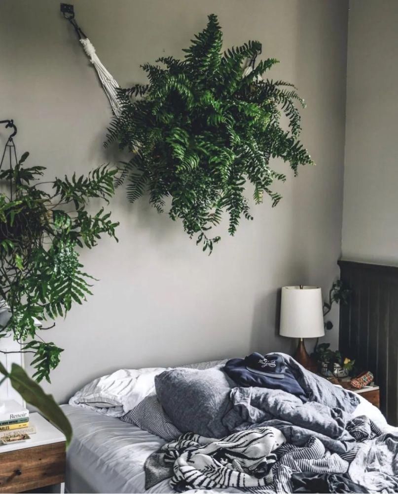 这位“奇葩”大胡子男人，不仅与猫狗同居，还与300株植物同居