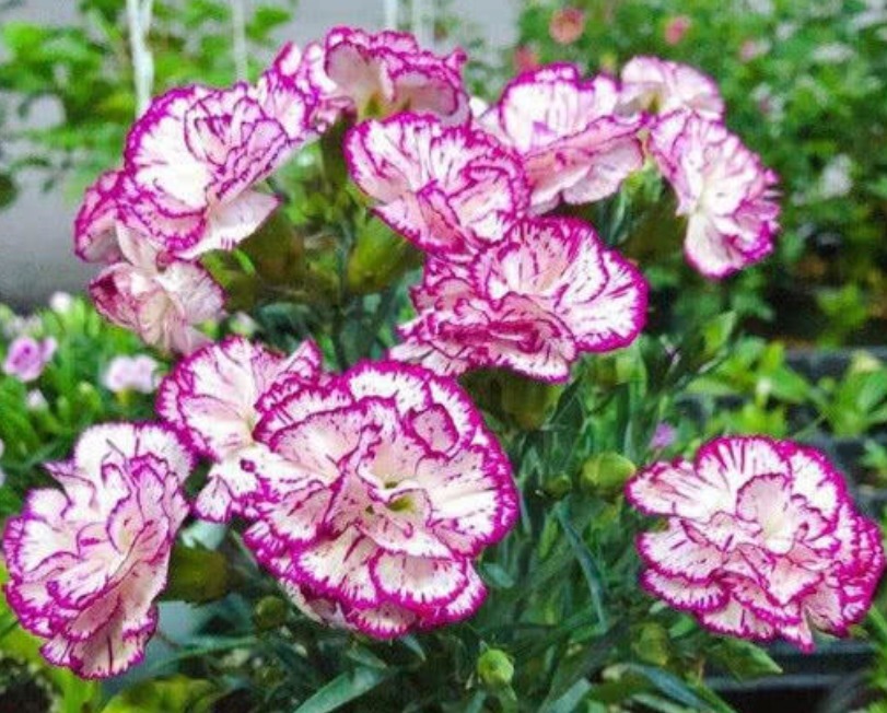 最受欢迎的4种花,阳台开出花海,妖艳妖娆,层层交叠,烂漫迷人