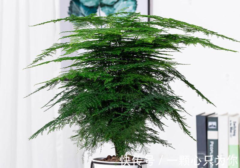 室内养一盆文竹，四季常青有活力